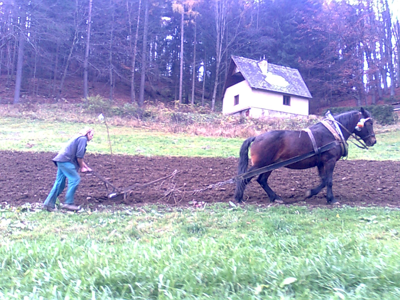 orba 2007,klisna Květa