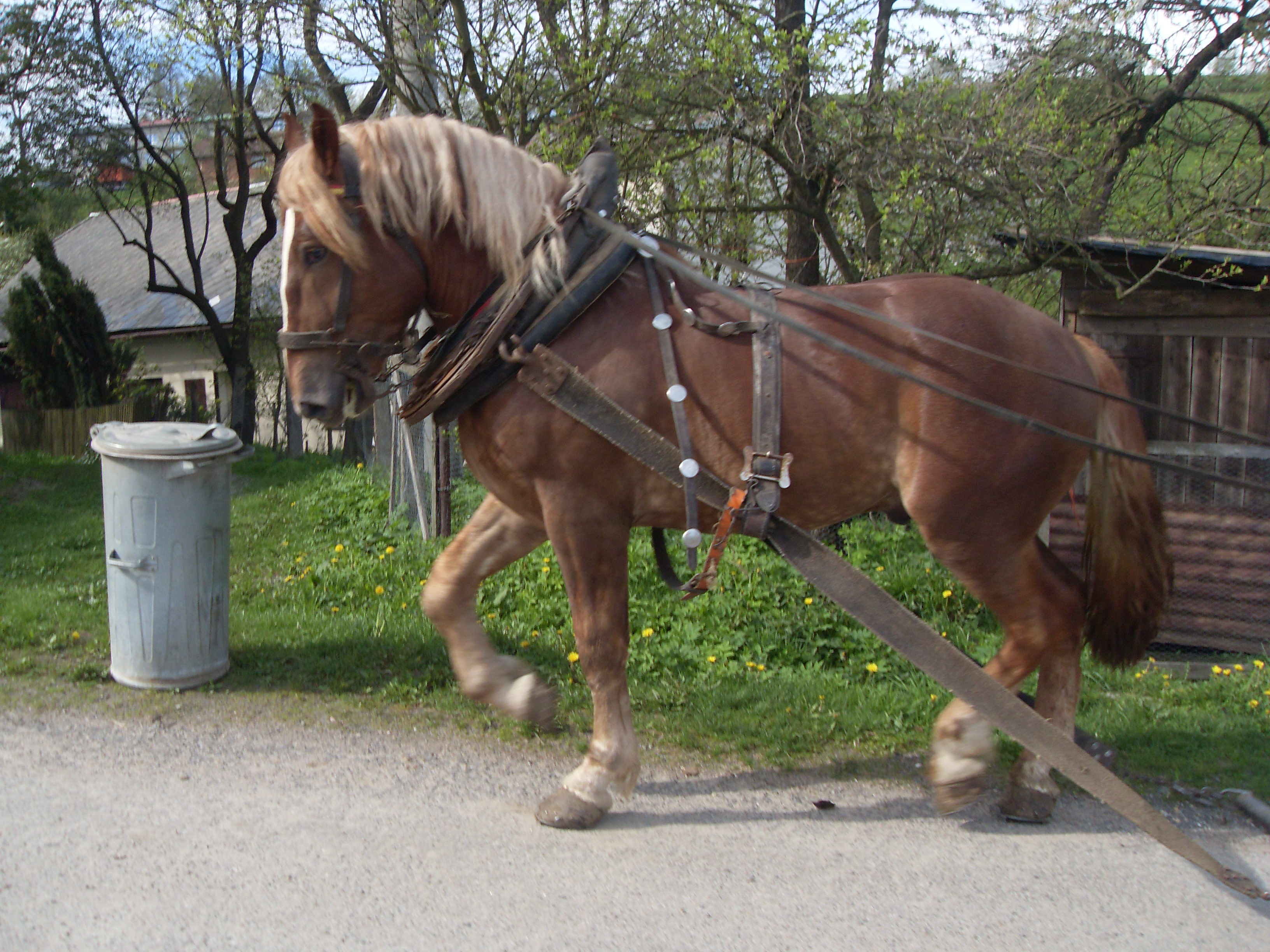 Gaston