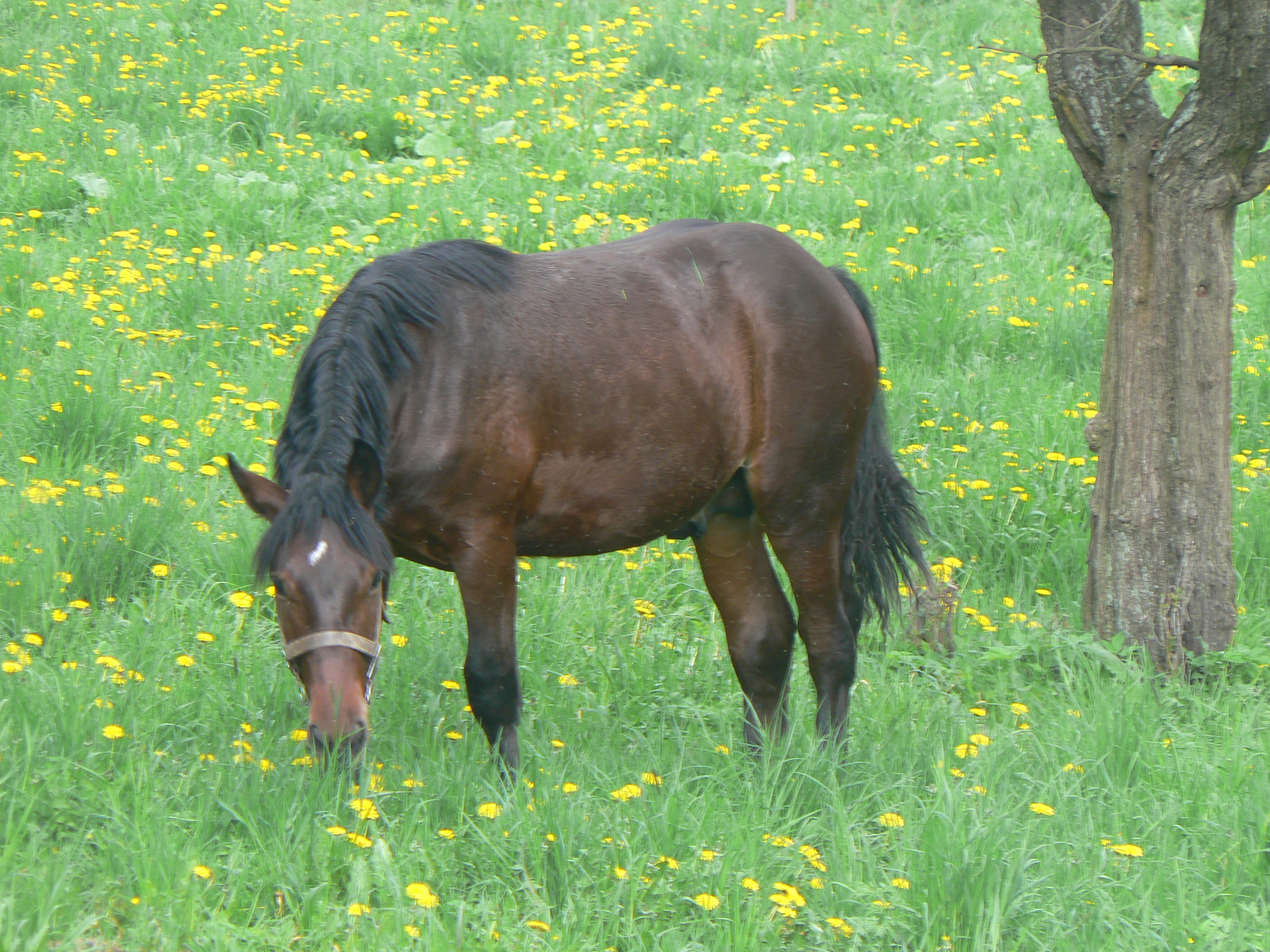 Gaston II.