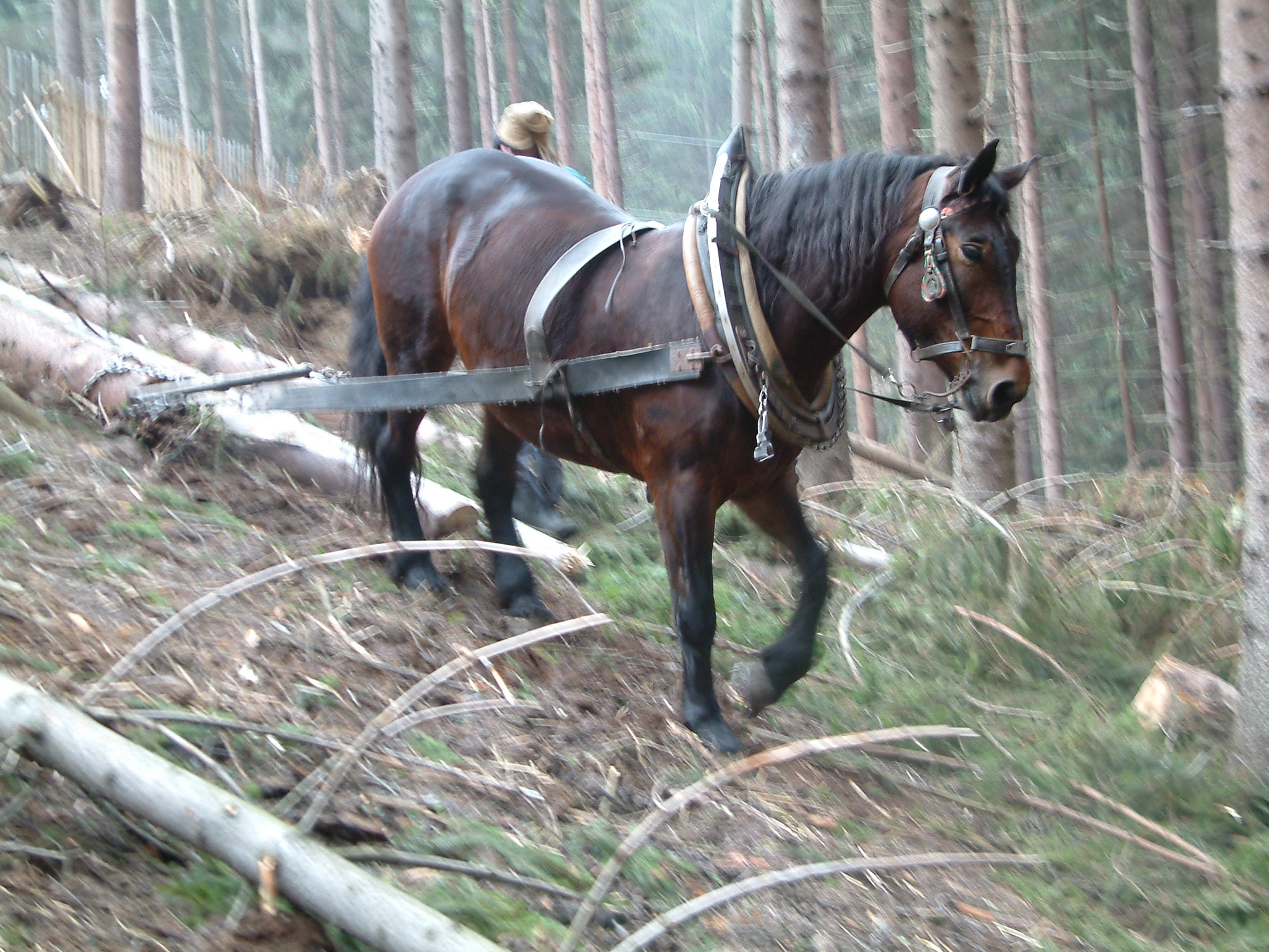 dscf0048