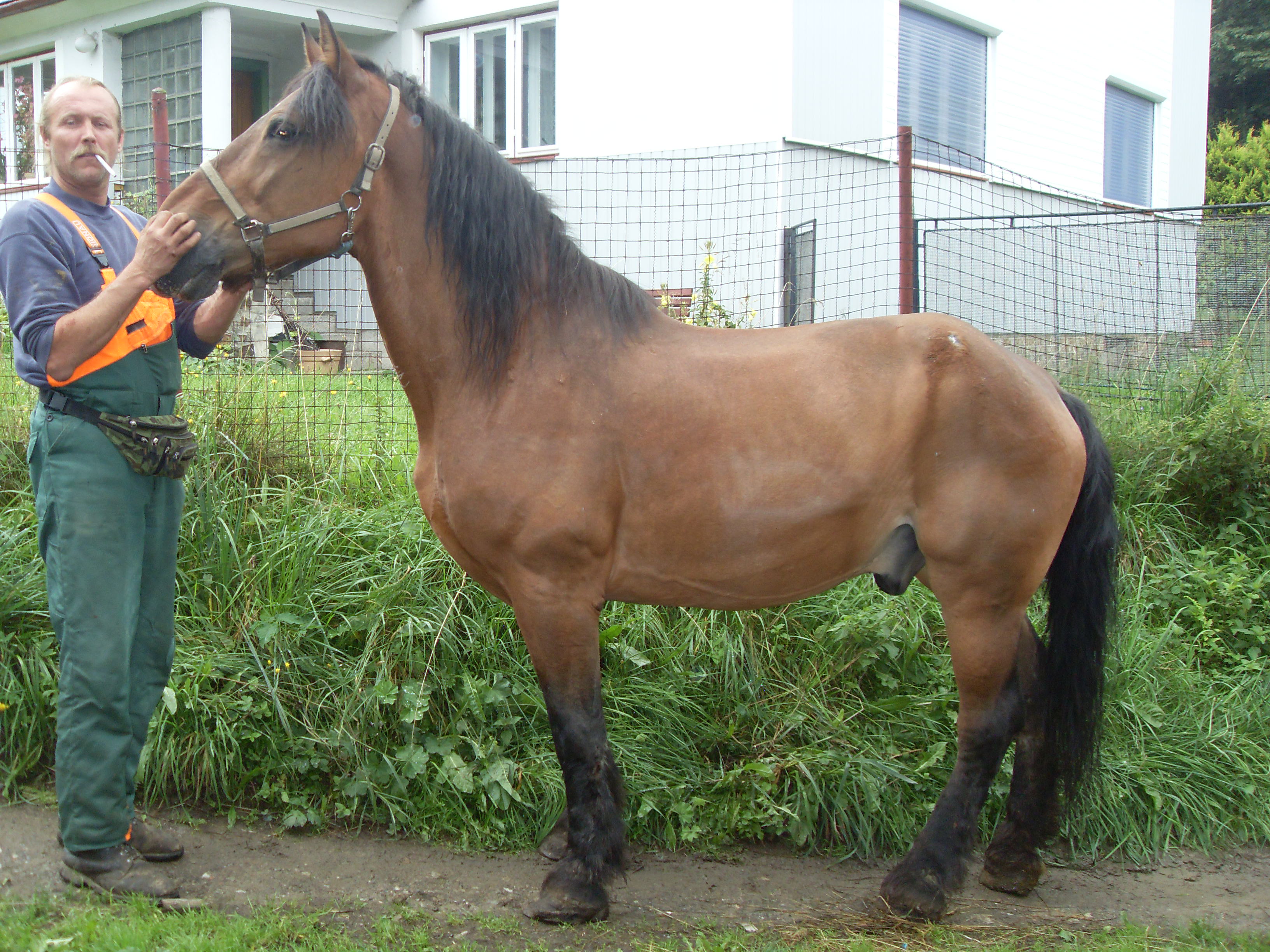 Bobeš